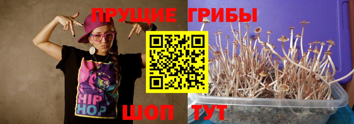 Галлюциногенные грибы Psilocybine cubensis Иваново
